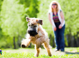 Pet sitting & Dog Walking Training Course
