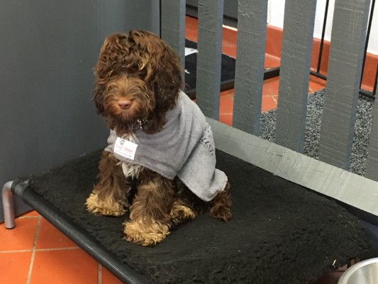 kmart cat carrier small